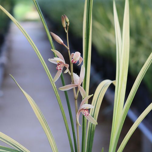 兰花苗建兰四季兰【八宝奇珍】山水画虎斑艺浓香型花卉花期带花苞