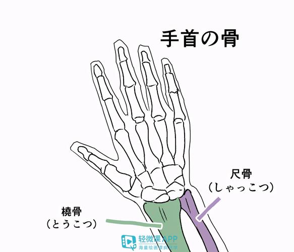 新手必学人物手部结构画法教程