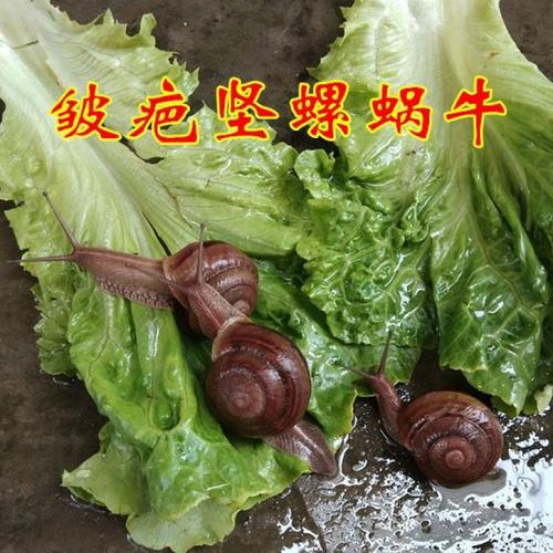 蜗牛观赏宠物皱疤坚螺爬宠学生教学科学实验螺