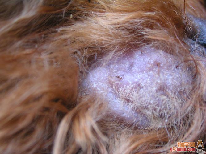 犬螨虫病