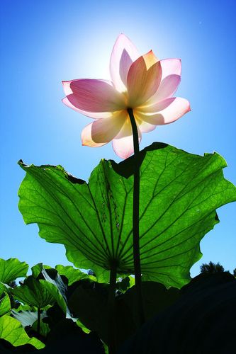 荷花# #莲花# #莲# #花卉# #植物# #花瓣# #图# #图片# #花# #花瓣网