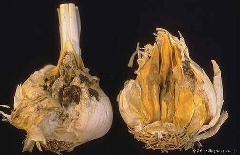 大蒜红根腐病