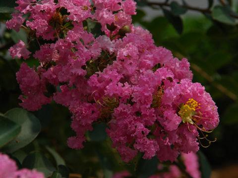 晋城的市树市花是什么 - xuqiaoai916的日志 - 网易