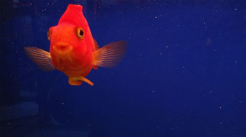 鱼儿171于北京aiweishejicom张跃锐