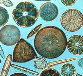 [凝]小生命,大工匠——硅藻的玻璃艺术