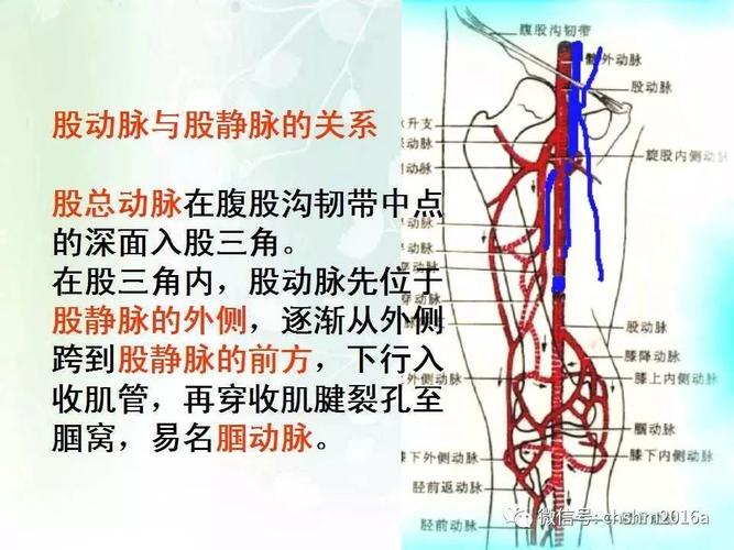 必看!四肢血管超声:上肢动脉,下肢动脉详解