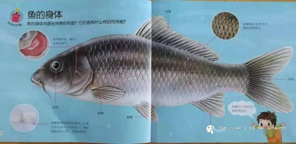 【哈佛教学】鱼的结构