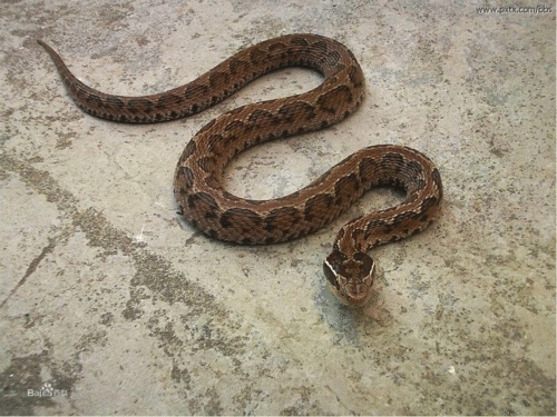 七寸子(长江以北),土聋子(湖北),土蝮蛇(陕西洋县),土夫蛇(四川东北)