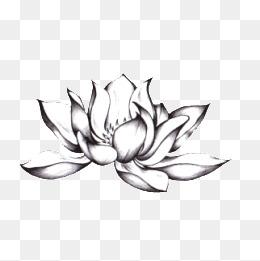莲花黑白图片大全