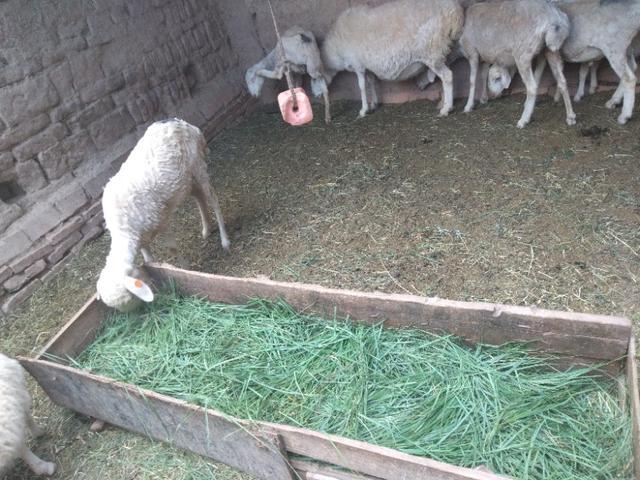 4种常见的羊舍地面,哪种比较适合农村散养户呢?因地制