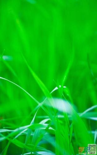 桌面壁纸800x1280竖屏护眼