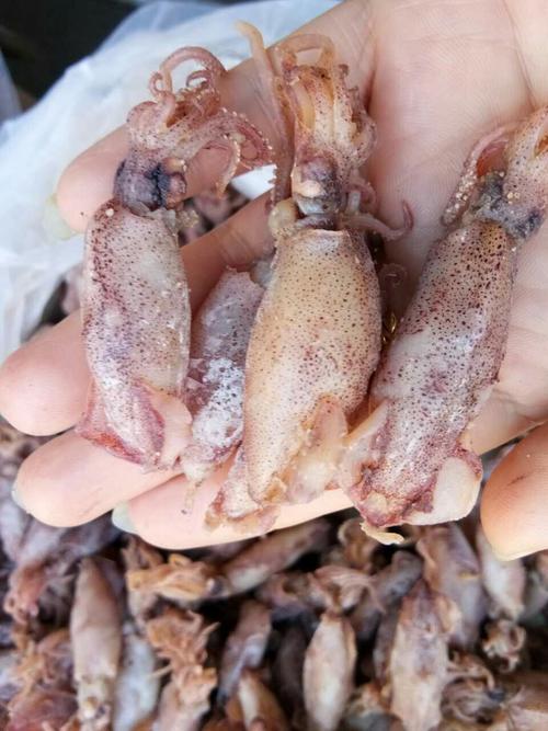 250克 乌鱼干货小海兔 籽乌 小鼻管鱿鱼干乌贼海鲜野生  上海发货