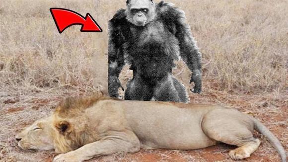 狮子主动挑衅狒狒,狒狒:人不犯我,我不犯人!下一秒意外发生