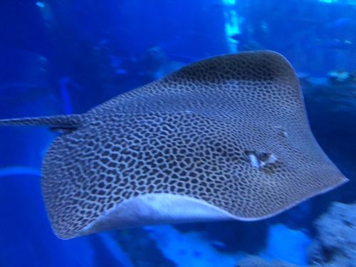 这种鱼叫刺鳐它尾巴后面有一根毒刺.