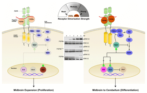 kinase signaling specificity and cell fate determination