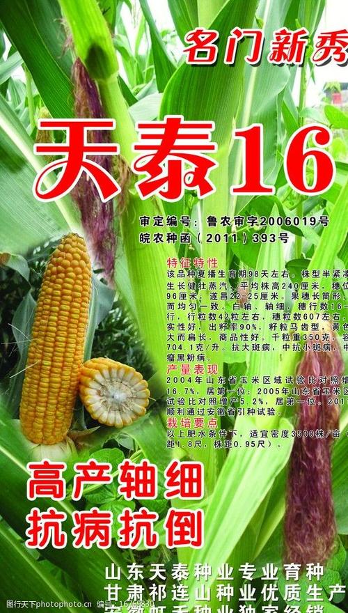 天泰玉米图片