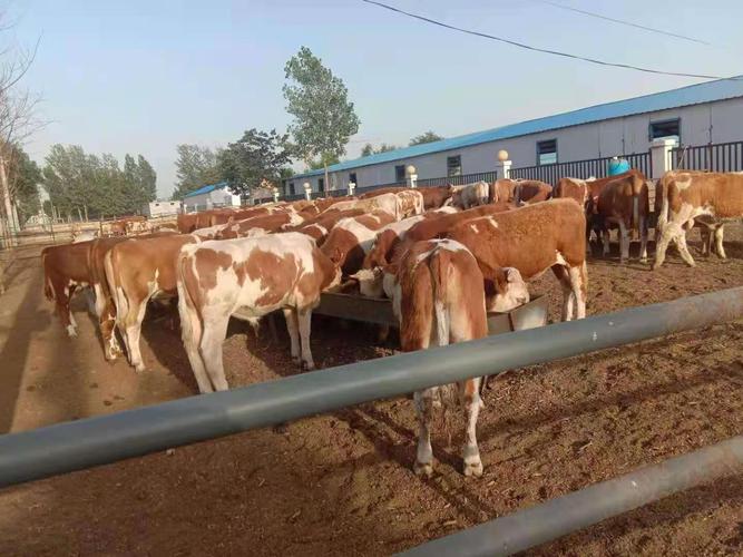 西门塔尔肉牛养殖场西门塔尔牛小牛犊养殖场地址