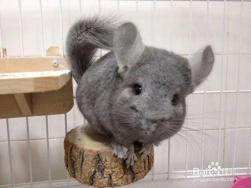 龙猫怎么看品相 宠物龙猫的品相如何看