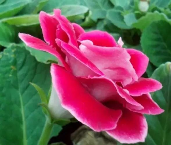 国画素材丨大岩桐花