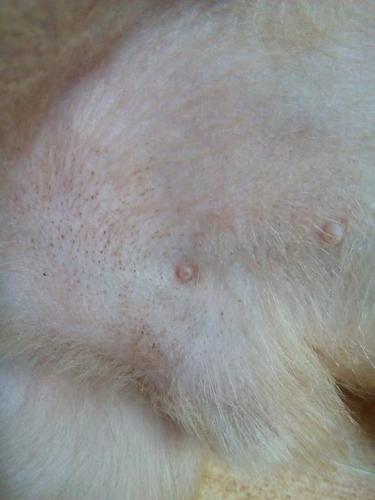 我家狗狗是毛囊炎吗