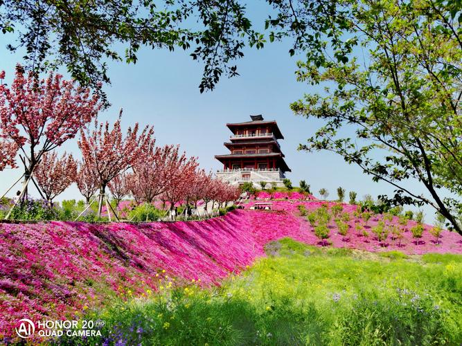 二游郑州古柏渡丰乐樱花园春天满园花开