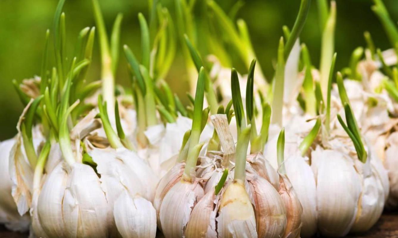  p>大蒜与其他葱属植物一样含有 a target="_blank" href="/item/磷酸