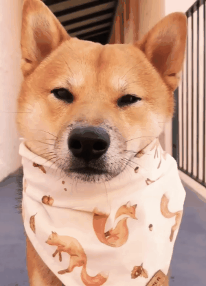 柴犬为什么总是被卡住狗头