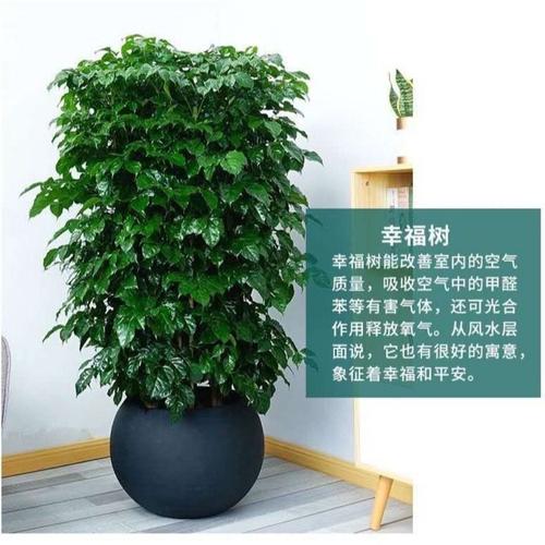 幸福树绿宝树木盆栽植物室内客厅大型绿植四季好养活