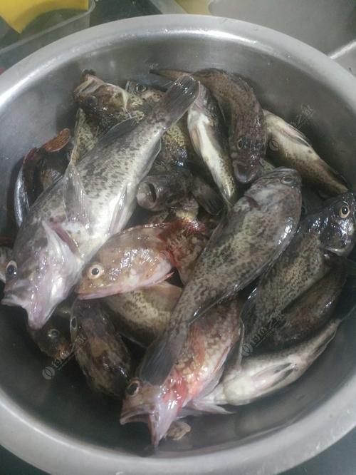 路亚黑头鱼一堆!海钓