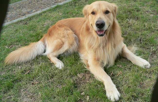 金毛犬价格多少钱一只_拉布拉多和金毛的区别_金毛犬