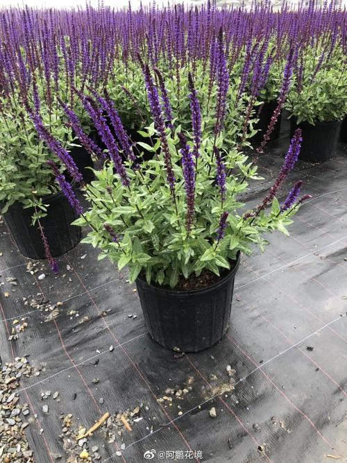 卡拉多纳鼠尾草