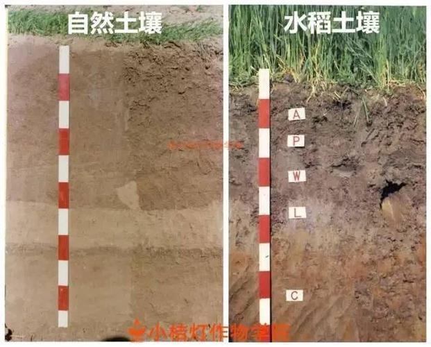 我国南方大田作物以水稻为主,水田土壤(水稻土)分布地区广阔.