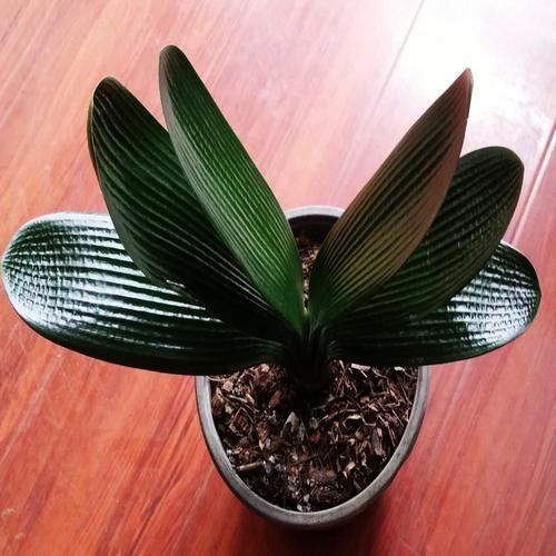 麻脸和尚油匠短叶长春君子兰花苗种子精品技师彩垂笑盆栽植物包邮