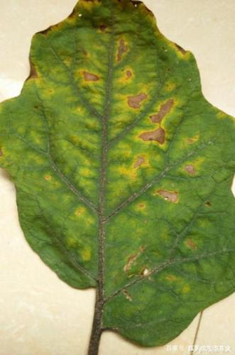 茄子绵疫病,炭疽病,褐斑病,叶斑病,白粉病,茎基腐病