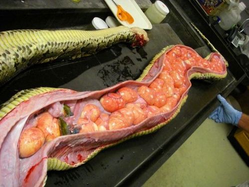 这是一条蛇的解剖,大家看见第一感觉是什么?