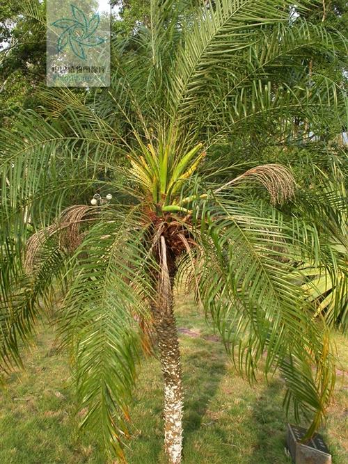 brien)又名 a href="#" data-lemmaid="7917026">江边刺葵 /a>,为 a