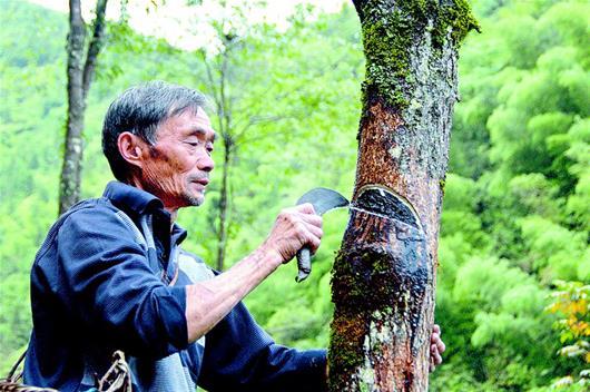 漆树为什么会咬人呢?