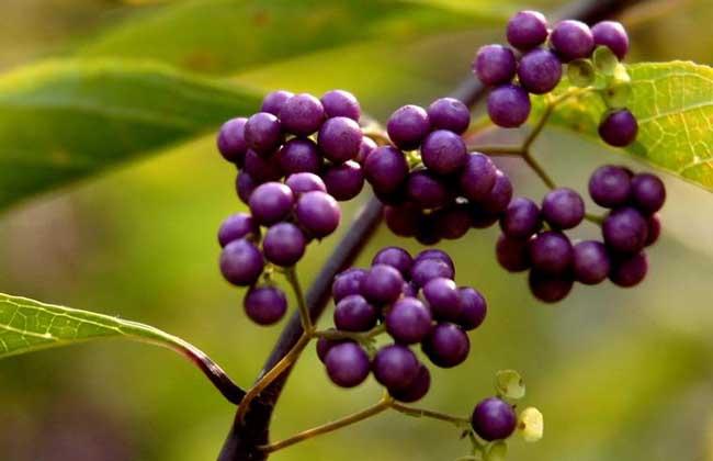 紫珠叶的药用选方