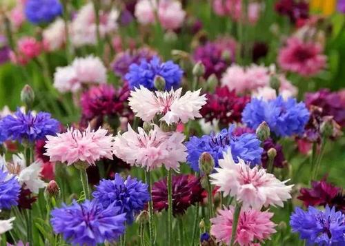 s) 是德国国花 象征幸福的矢车菊的故乡在欧洲 矢车菊的花语: 遇见和