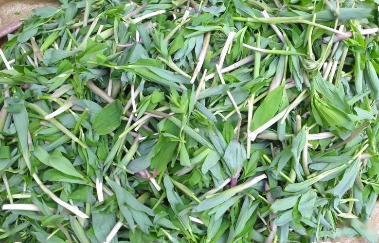 东北山野菜大全再也不怕不认识了