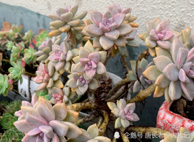 高茶,淡雪和幽灵公主,究竟是不是同一种多肉,你是否买