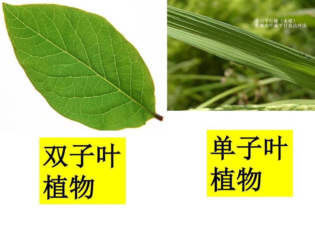 双子叶 植物 单子叶 植物