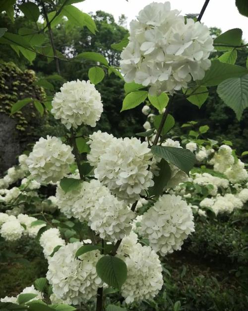 都是绣球花,不如种棵木绣球,北方也能种,木本花卉更好