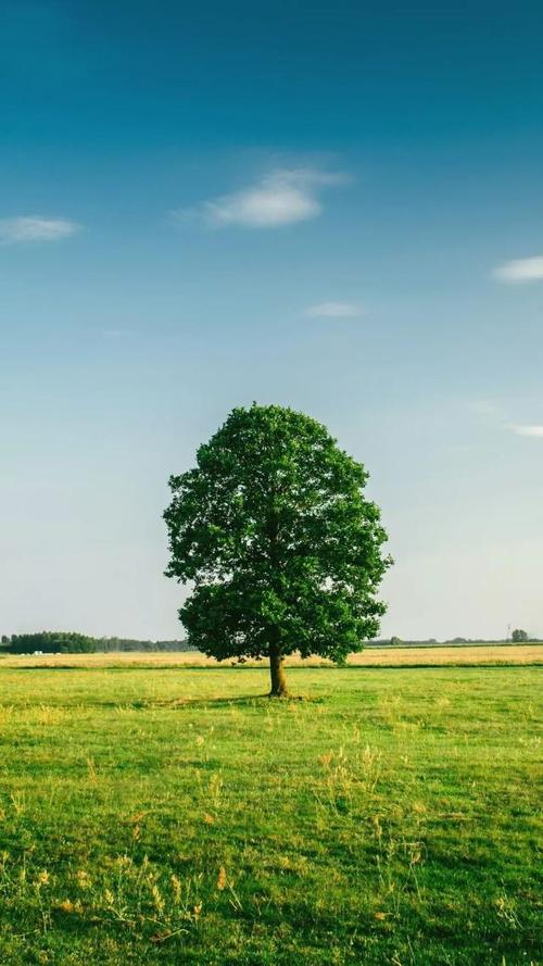 全屏是一棵大树 12张大自然清新一棵树手机壁纸高清下载