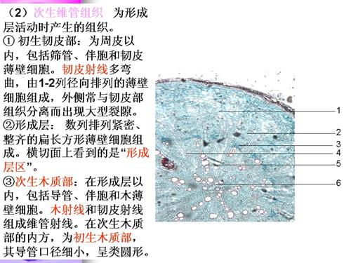 实验六甘草粉末显微鉴定和根的构造ppt课件.ppt