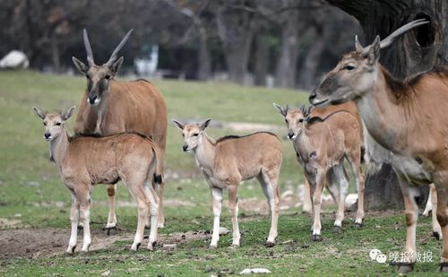 荒漠区等区域新添了很多动物宝宝,刚刚两个月大的小羚羊跟着成年羚羊