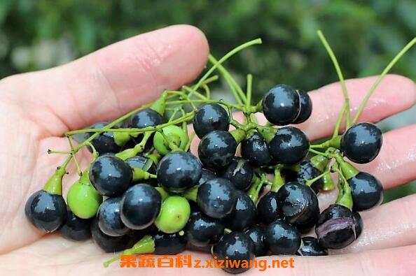 樟树子的功效与作用