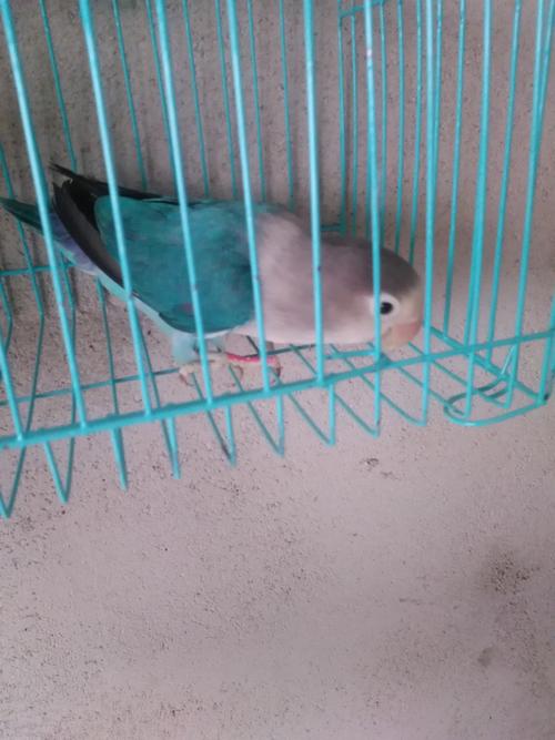 鹦鹉活体牡丹鹦鹉小鸟活鸟棕头牡丹成鸟虎皮手玩鸟宠物鸟包活