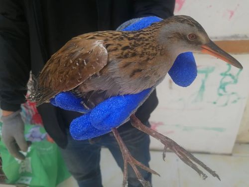 五一期间城阳区野生动植物保护协会救护国家二级三有保护鸟类18只