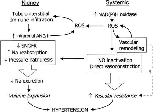 oxidative stress, renal infiltration of immune cells, and salt
